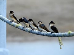 Tree Martin photo 4