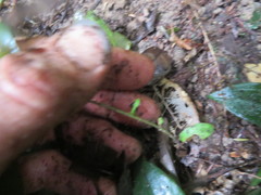 Parsonsia heterophylla