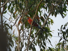 Platycercus elegans adelaidae