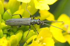 Oedemera lurida