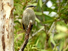 Gavicalis fasciogularis