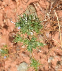Navarretia tagetina