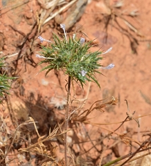 Navarretia tagetina