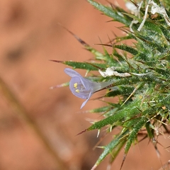 Navarretia tagetina