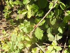 Sympetrum madidum