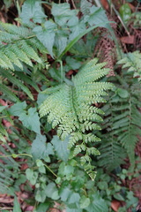 Microlepia