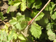 Sympetrum madidum
