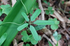 Lardizabalaceae