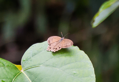 Lethe syrcis