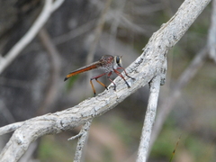 Colepia rufiventris