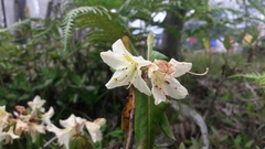 Rhododendron triflorum