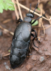 Meloe cicatricosus