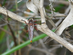 Colepia rufiventris
