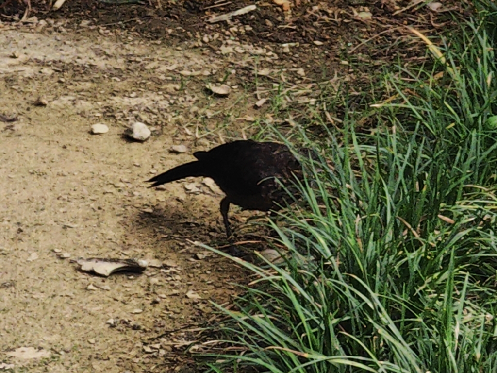 Chinese Blackbird from Zhoushan, CN-ZJ, CN on July 15, 2024 at 04:30 PM ...