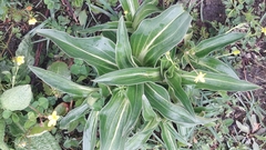 Gentiana tibetica