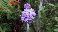 Primula denticulata