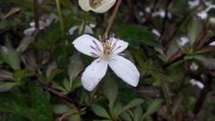 Clematis montana