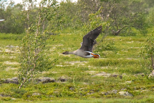 Ánsar campestre de la tundra (Anser serrirostris)