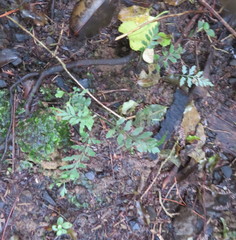 Asplenium × lucrosum