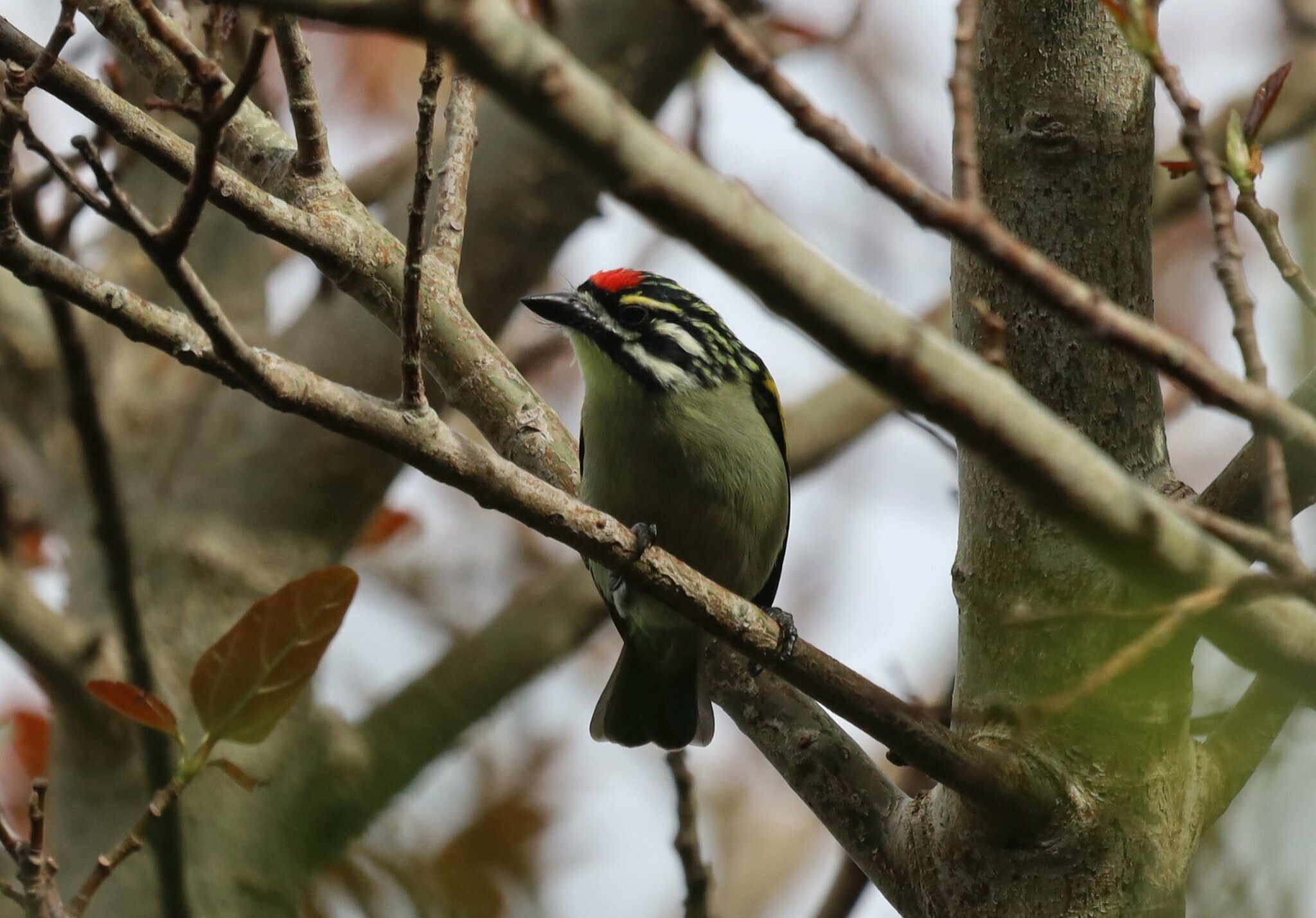 Southern Red-fronted Tinkerbird (Pogoniulus pusillus), photo 8
