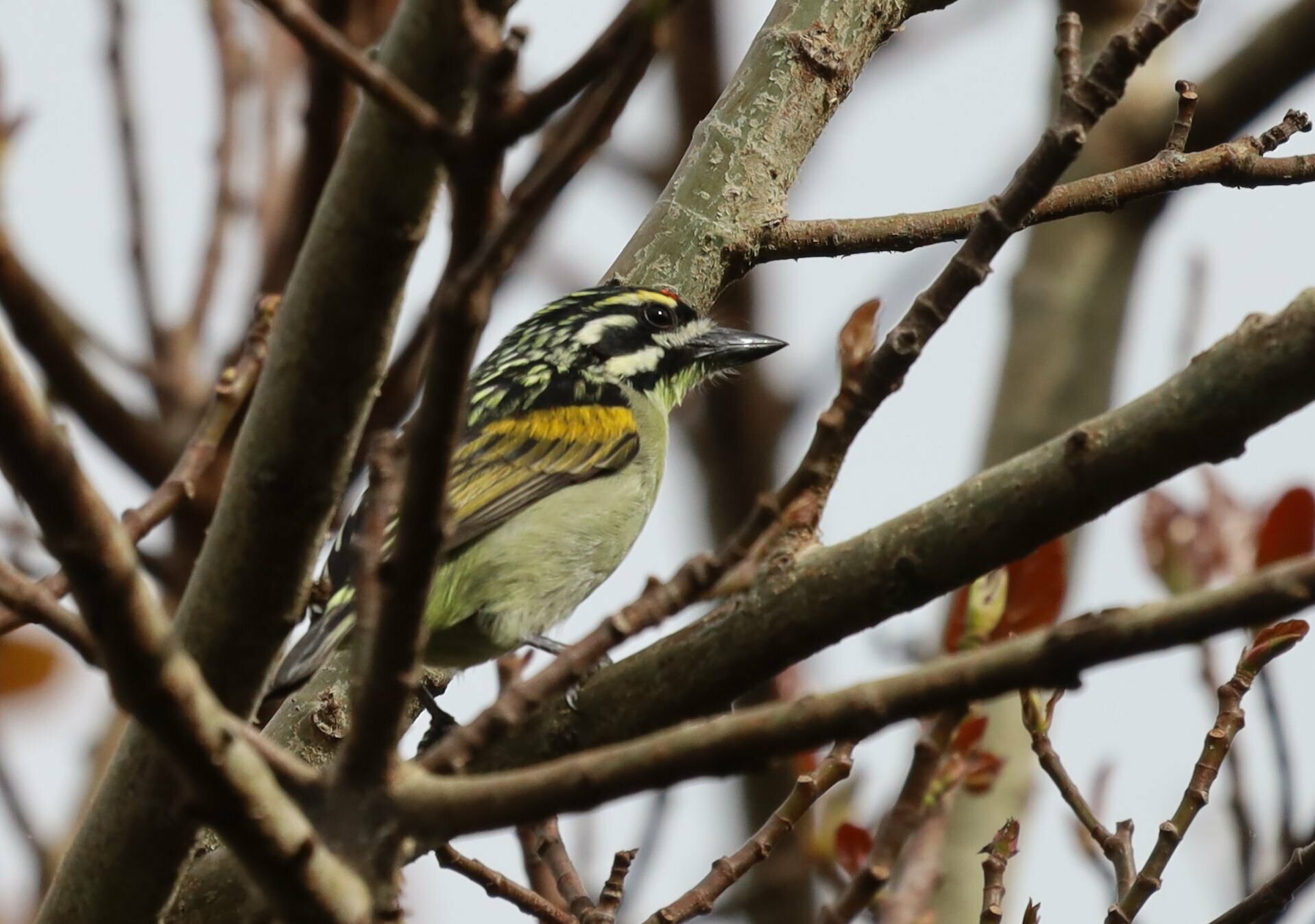 Southern Red-fronted Tinkerbird (Pogoniulus pusillus), photo 9
