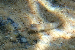 Jugular Blenny photo 2