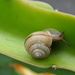 Asian Tramp Snail - Photo (c) breeze-lin, some rights reserved (CC BY-NC), uploaded by breeze-lin