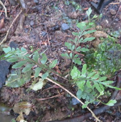 Asplenium × lucrosum
