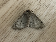 Odontopera bidentata