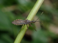 Tapirocoris annulatus