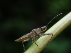 Tapirocoris annulatus