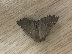 Odontopera bidentata