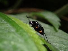 Scaphidium