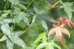 Acer serrulatum