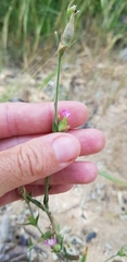 Silene subconica