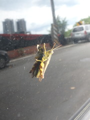 Xenocatantops brachycerus