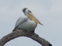 Pink-Backed Pelican photo 5
