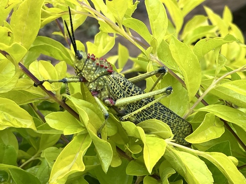 Phymateus pulcherrimus