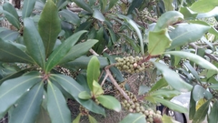 Myrsine melanophloeos