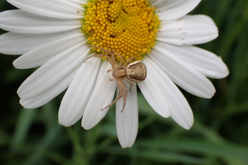 Swamp Crab Spider, Naardermeer, Naarden, Netherlands, photo 6 of 10