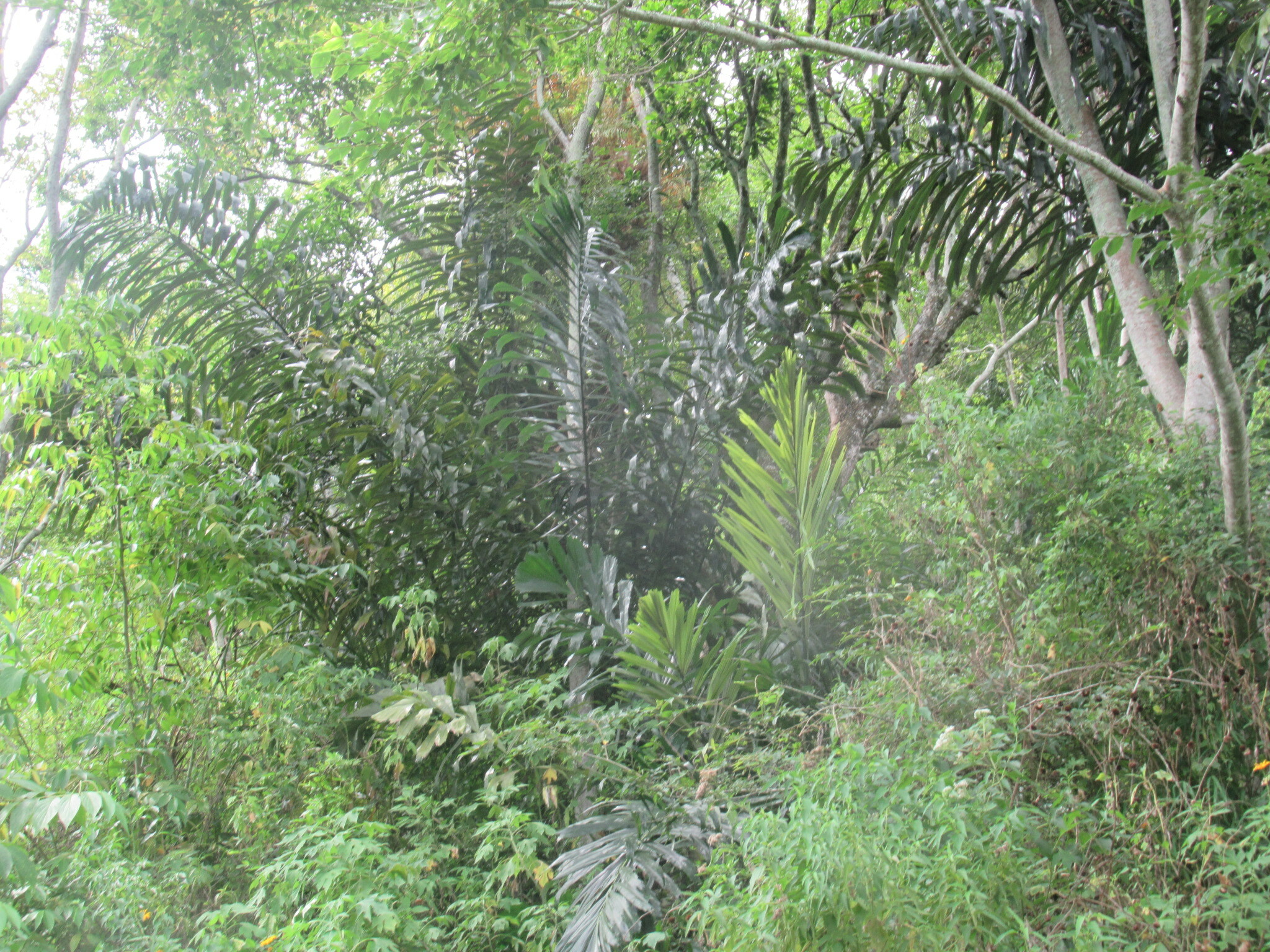 Imagem de Palmeira-sagu