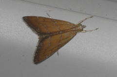 Xanthophysa psychicalis