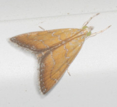 Xanthophysa psychicalis