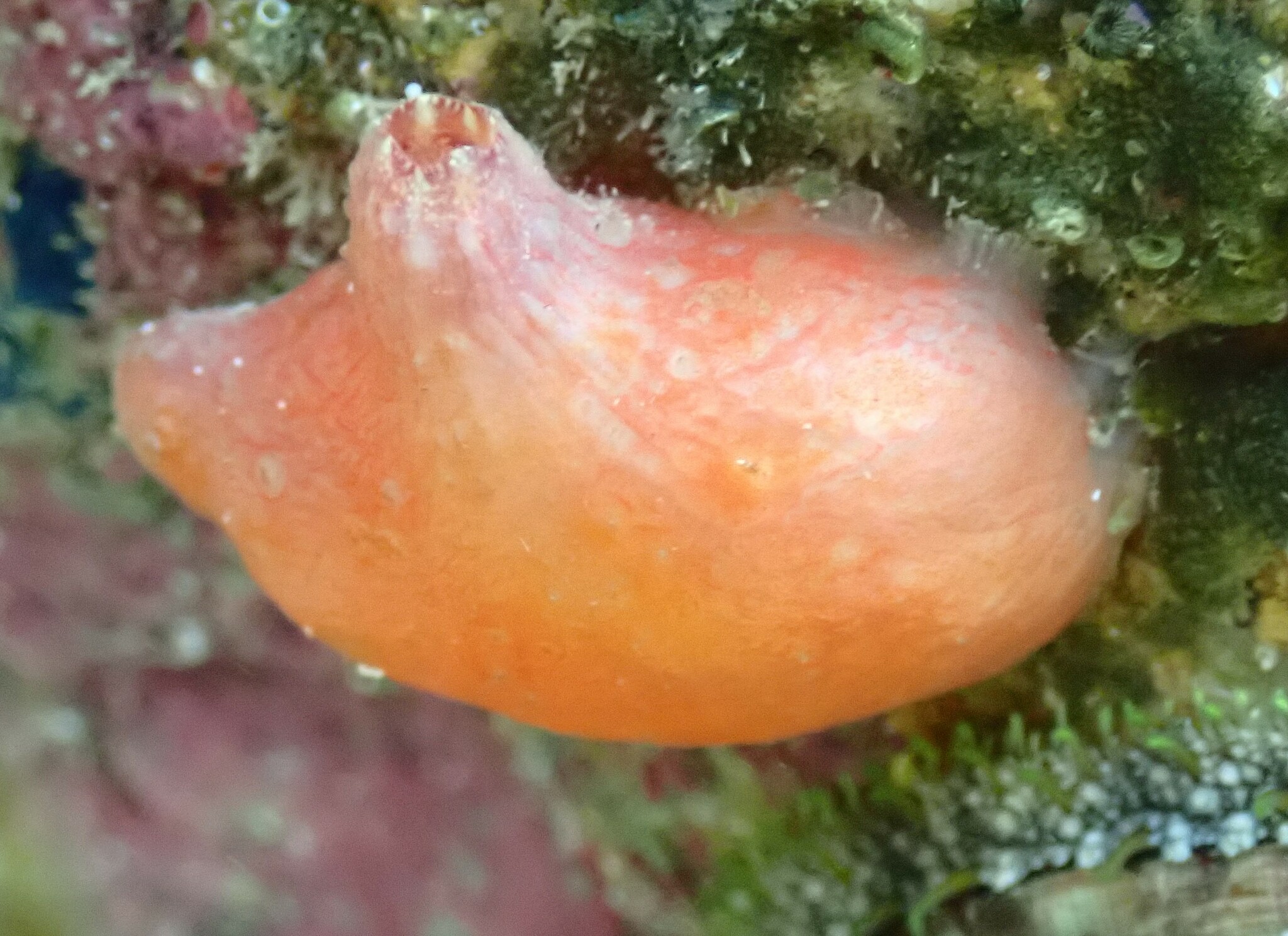 Asterocarpa humilis (Heller, 1878)