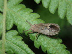 Eumenotes pacao