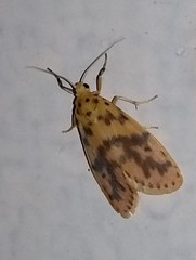 Miltochrista rubricosa