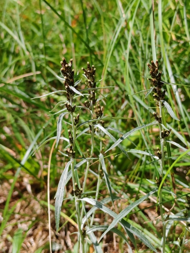 Image of Omalotheca norvegica by (c) Ljaž, some rights reserved (CC BY)