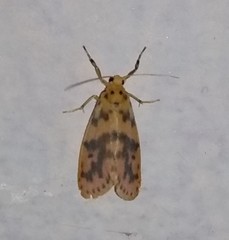 Miltochrista rubricosa