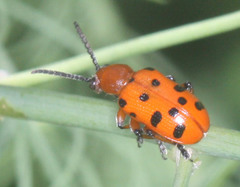 Crioceris duodecimpunctata