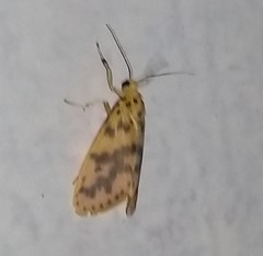 Miltochrista rubricosa